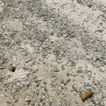 crab
