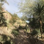 canyon-suites-cactus-garden-day